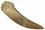 Fossil Plesiosaur (Zarafasaura) Tooth - Morocco #349863-1